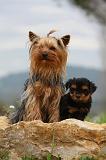 YORKSHIRE TERRIER 613